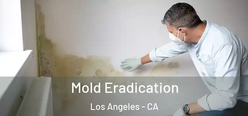  Mold Eradication Los Angeles - CA