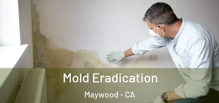 Mold Eradication Maywood - CA