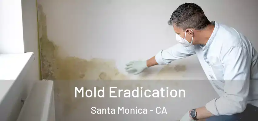  Mold Eradication Santa Monica - CA