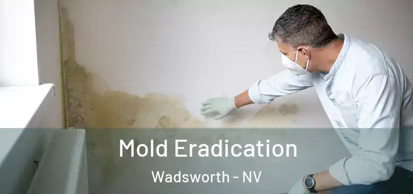  Mold Eradication Wadsworth - NV