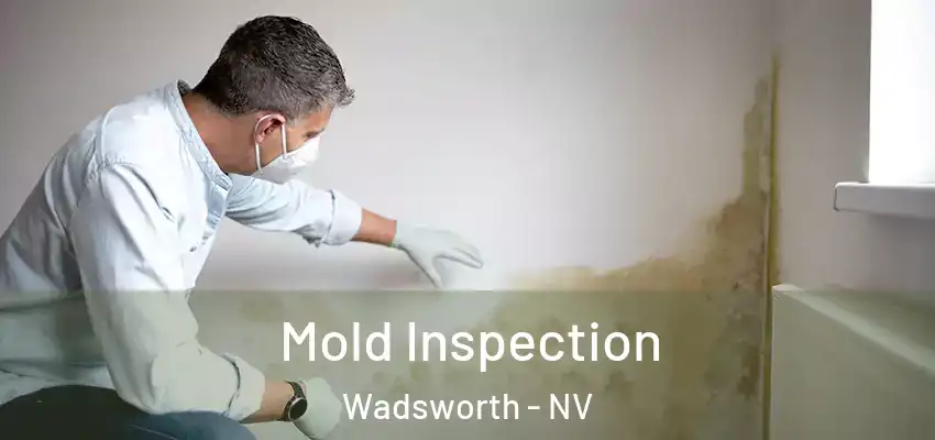  Mold Inspection Wadsworth - NV