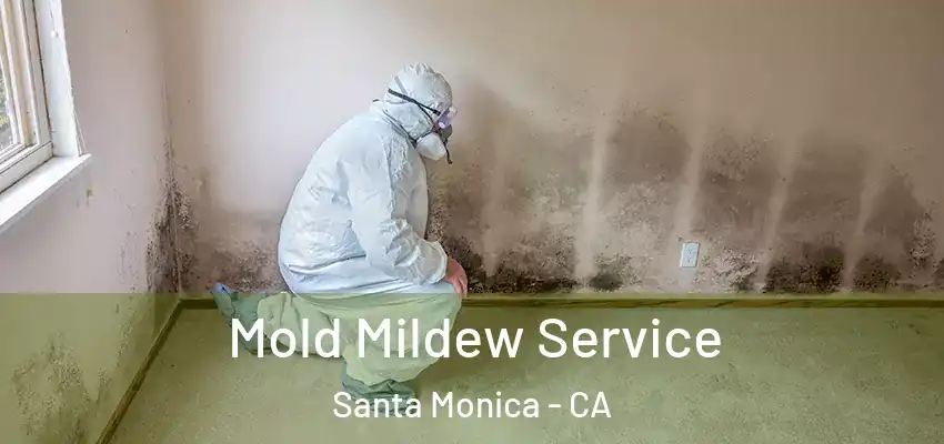  Mold Mildew Service Santa Monica - CA