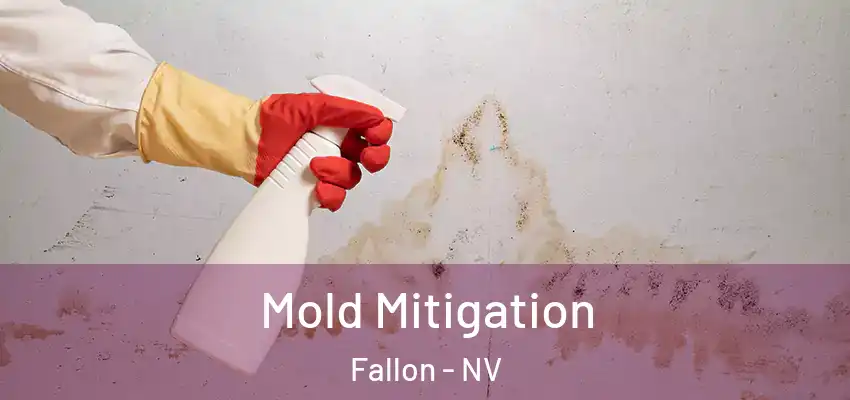  Mold Mitigation Fallon - NV