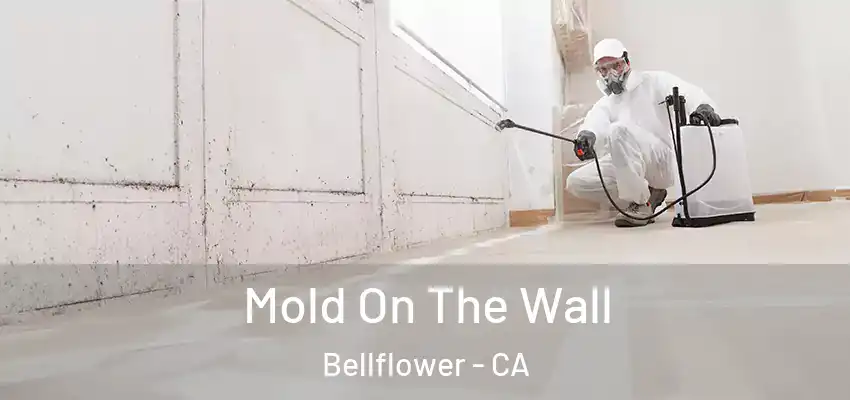  Mold On The Wall Bellflower - CA