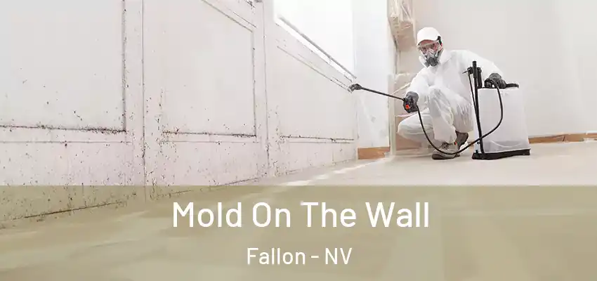 Mold On The Wall Fallon - NV