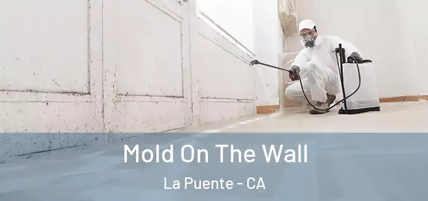 Mold On The Wall La Puente - CA