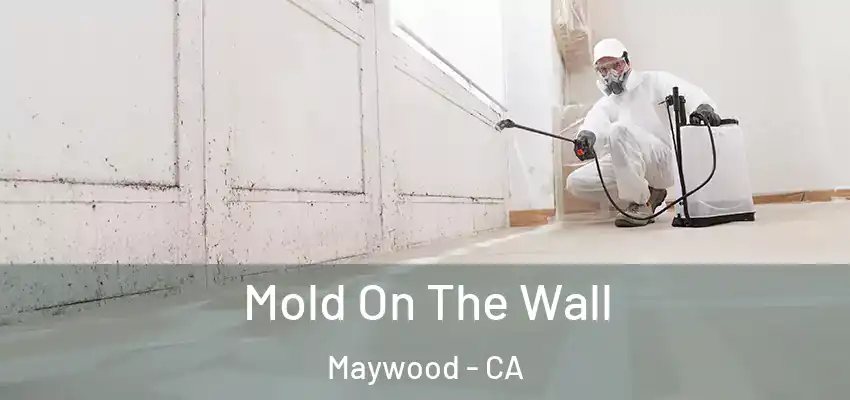  Mold On The Wall Maywood - CA