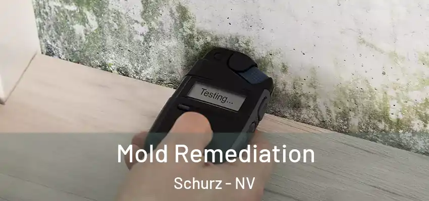  Mold Remediation Schurz - NV