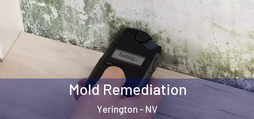  Mold Remediation Yerington - NV