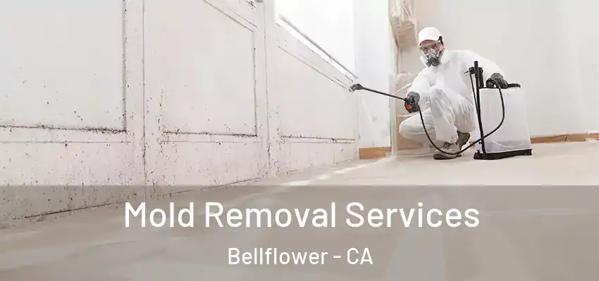  Mold Removal Services Bellflower - CA