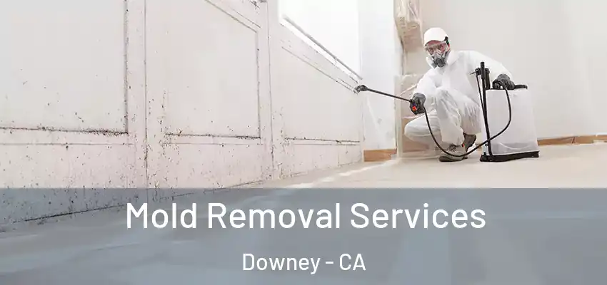  Mold Removal Services Downey - CA