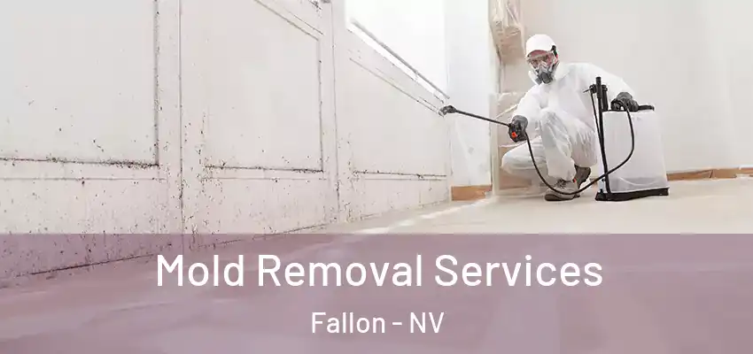  Mold Removal Services Fallon - NV