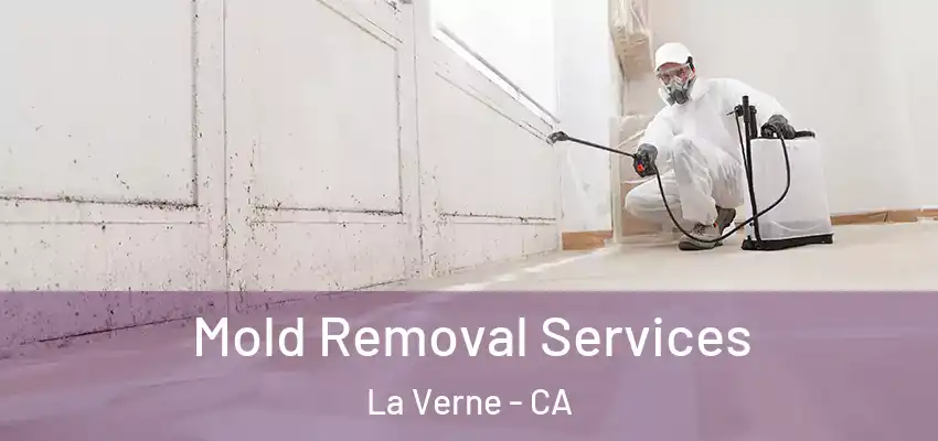  Mold Removal Services La Verne - CA