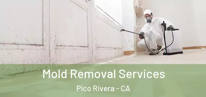 Mold Removal Services Pico Rivera - CA