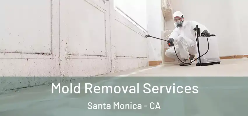  Mold Removal Services Santa Monica - CA