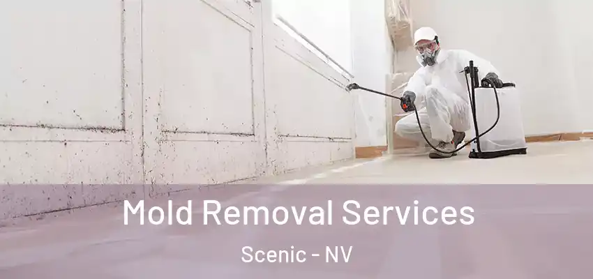  Mold Removal Services Scenic - NV