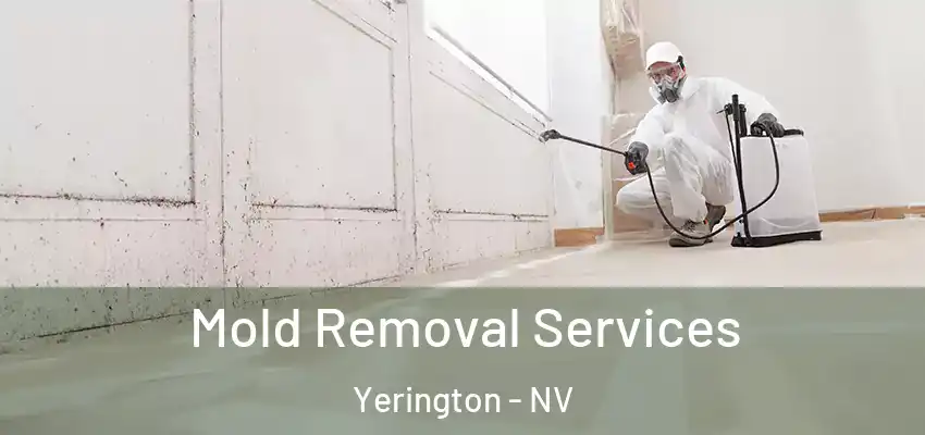  Mold Removal Services Yerington - NV